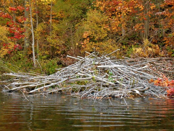 Beaver activity abounds along the shoreline. (Credit: https://hikingthetrailtoyesterday.wordpress.com/)