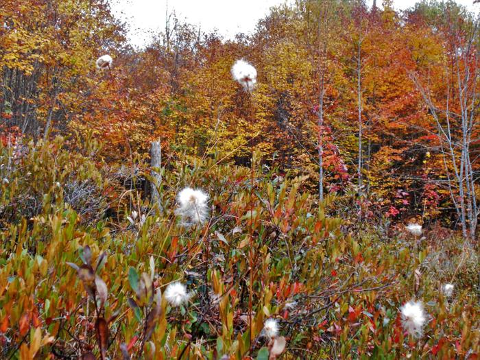 Cotton grass blooms in the fall. (Credit: https://hikingthetrailtoyesterday.wordpress.com/)