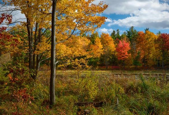 (Credit: Thousand Islands Land Trust)