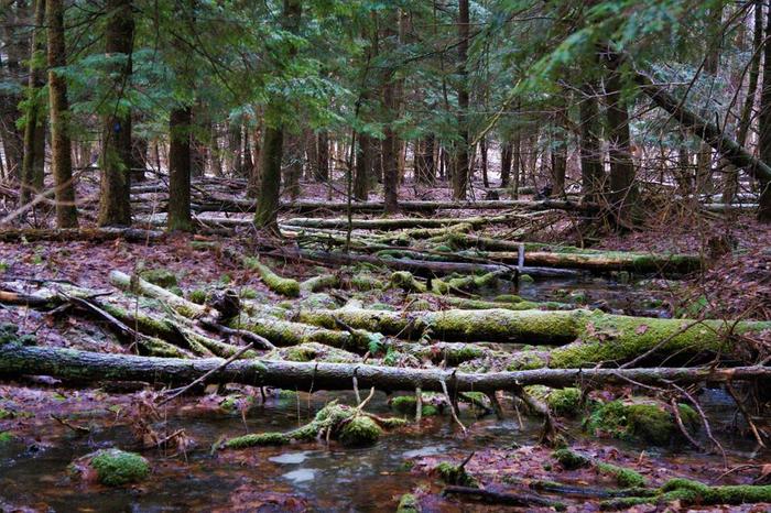 Along the Blue trail (Credit: Wm Hill- Hiking the trail to yesterday)