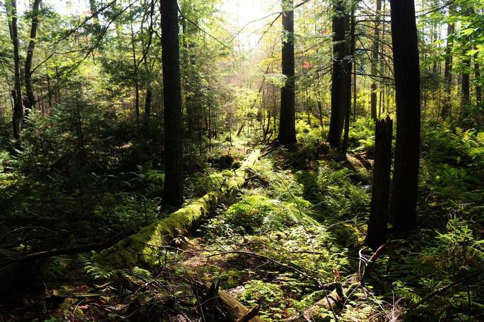 (Credit: WM Hill - Hiking the trail to yesterday)