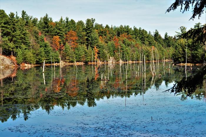 A large beaver flow on the yellow trail to Huckleberry lake from the Ames rd. (Credit: Wm Hill/Hiking the trail to yesterday)