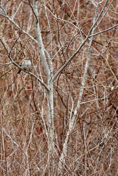 late winter birding - Chipping Sparrow (Credit: Carol A Hill / C A Hill Photo)