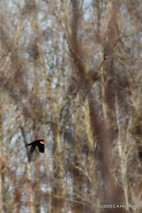 red-winged blackbird (Credit: C A Hill Photo)