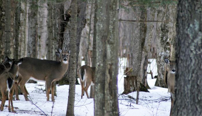 Deer are commonly seen along the trail. (Credit: https://hikingthetrailtoyesterday.wordpress.com/)