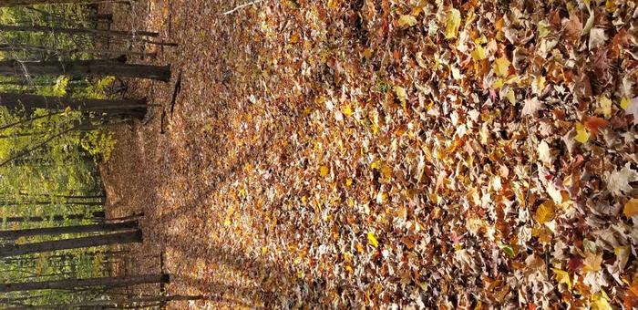 Fall 2020 (Credit: Bruce Buchanan)