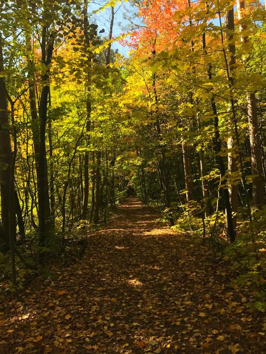 Fall Foliage
