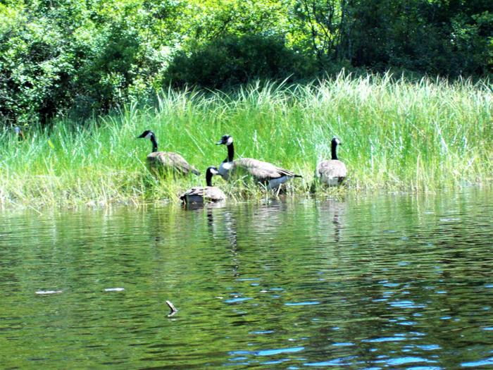 Geese are frequently seen along the shoreline. (Credit: https://hikingthetrailtoyesterday.wordpress.com/)