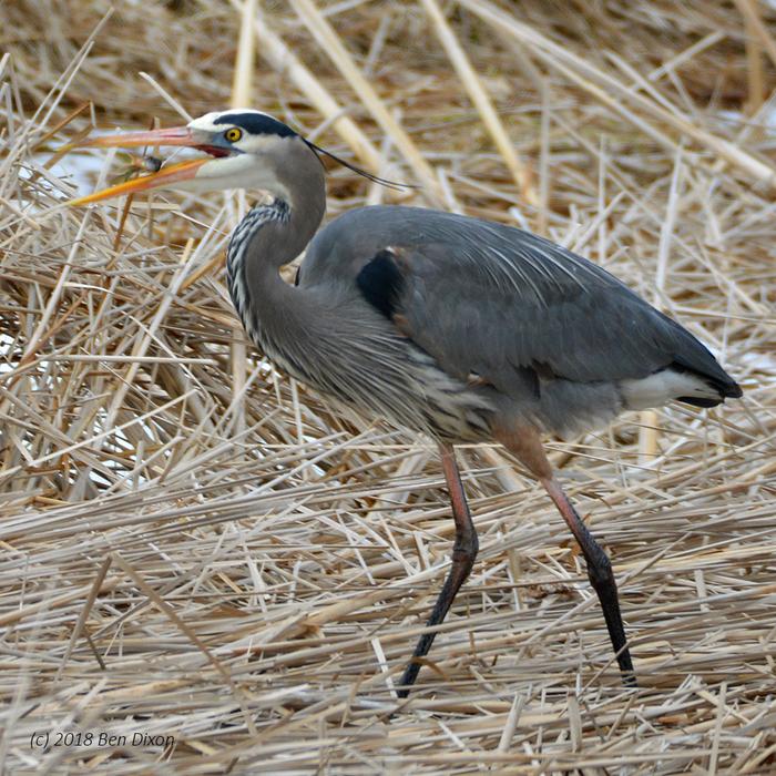 Great Blue Heron Flipping Panfish (Credit: Benjamin Dixon)