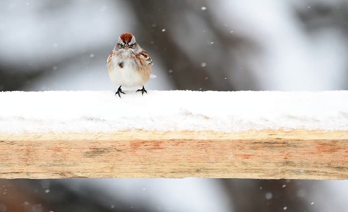 Resting on the newly installed railing near the bridge north of the lighthouse. (Credit: Troy Parla)