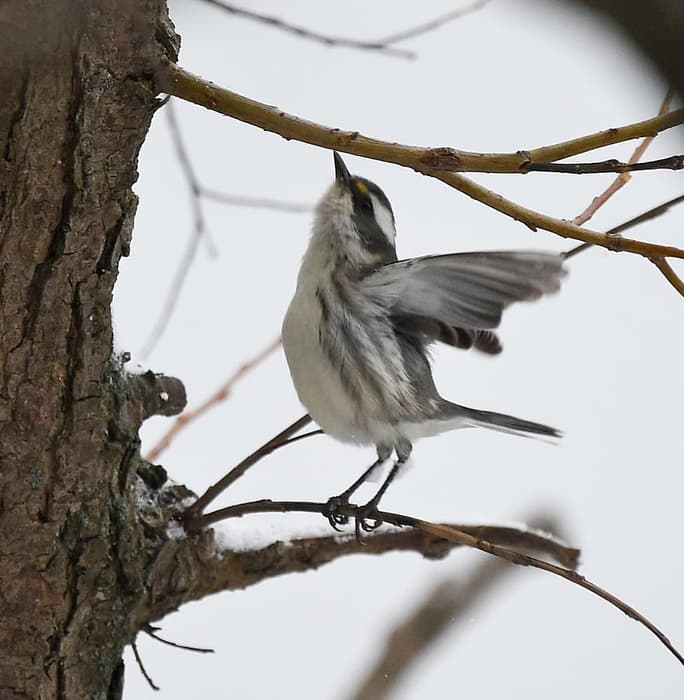 Black-throated Gray Warbler - Fairly rare for the eastern states (Credit: Troy Parla)