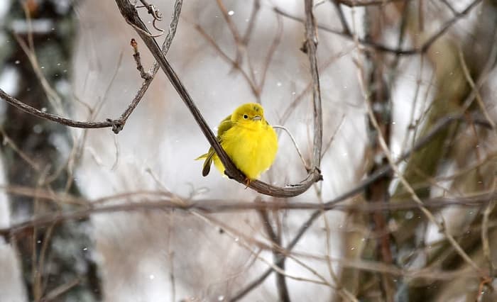 A blast of color on a snowy day (Credit: Troy Parla)
