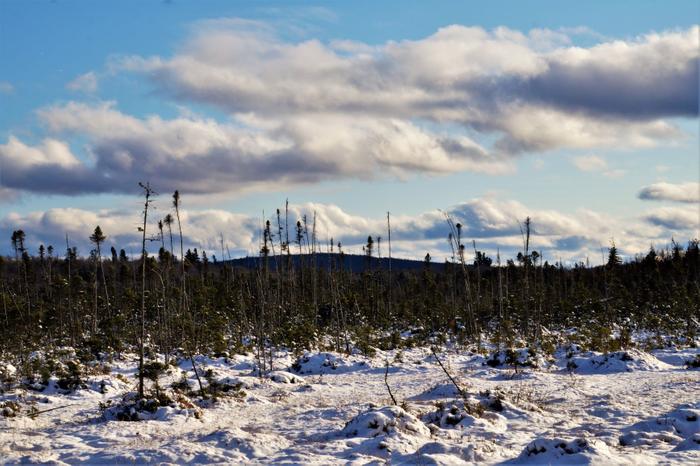 Hitchen's Bog (Credit: https://hikingthetrailtoyesterday.wordpress.com/)