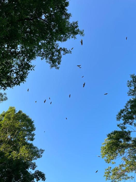 At least two dozen turkey vultures! (Credit: Matthew Cronauer)