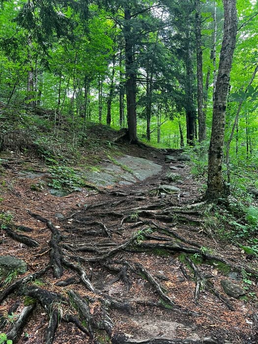 Trail up from the heach (Credit: Wymberley Pfalmer)