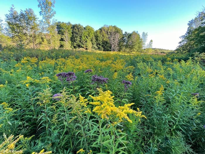 Summer at the red barn preserve (Credit: Krystyna Kowalski)