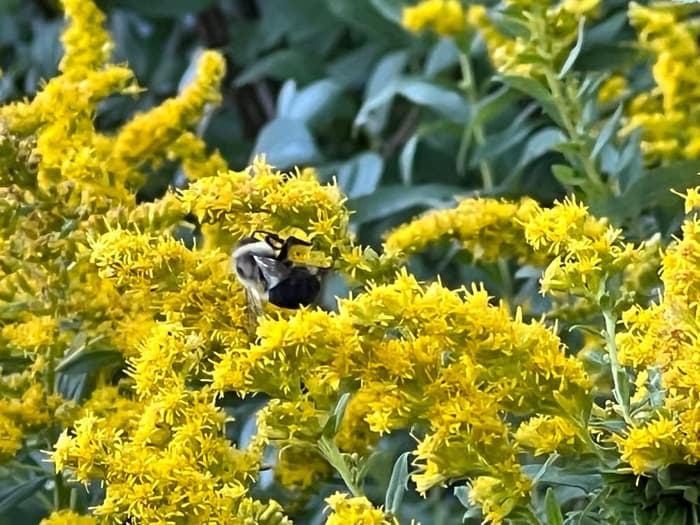 Bee  (Credit: Krystyna Kowalski)