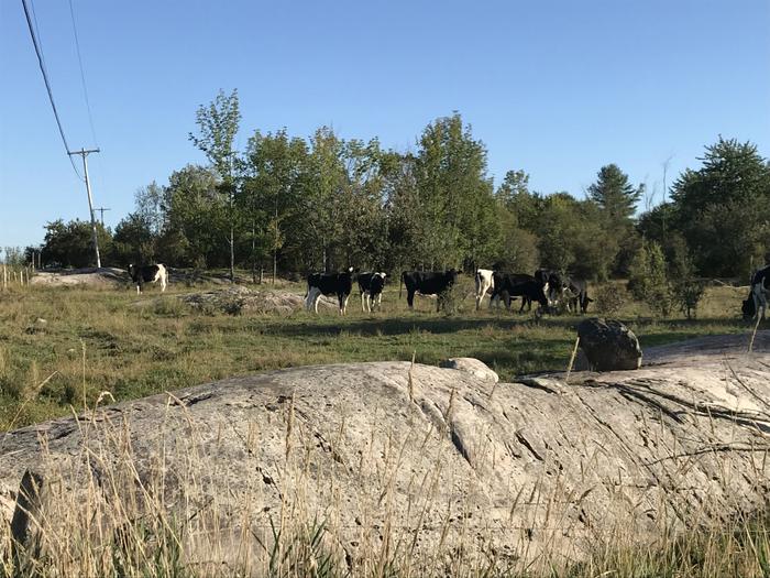 Pastoral view along the ride (Credit: St. Lawrence County Chamber of Commerce)