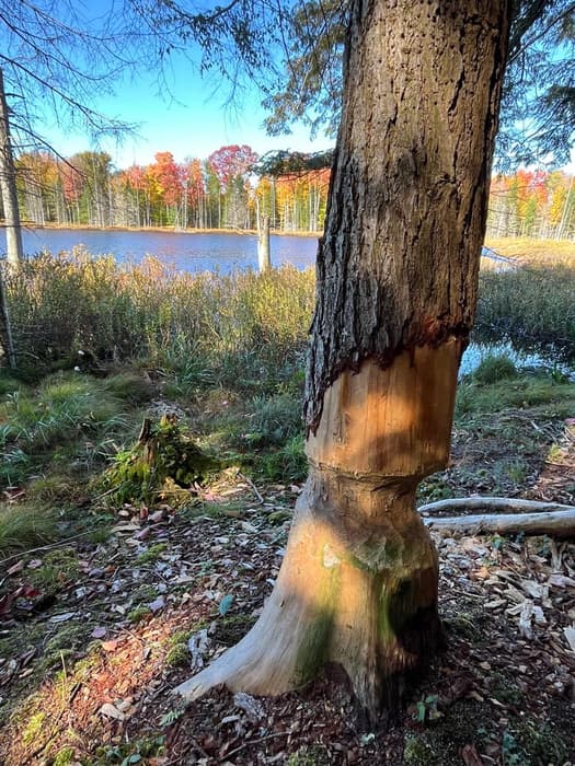 Debarked by Beaver (Credit: Karen Noyes)
