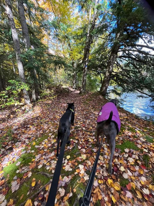 On the trail again (Credit: Karen Noyes)