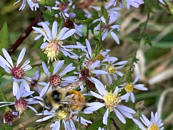 Bee For Winter (Credit: Karen Noyes)