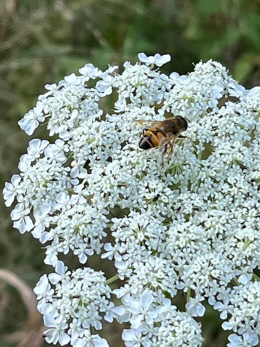 Queen Anne’s Lace? (Credit: Karen Noyes)