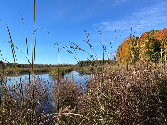 Red Barn Pond on Boardwalk (Credit: Karen Noyes)
