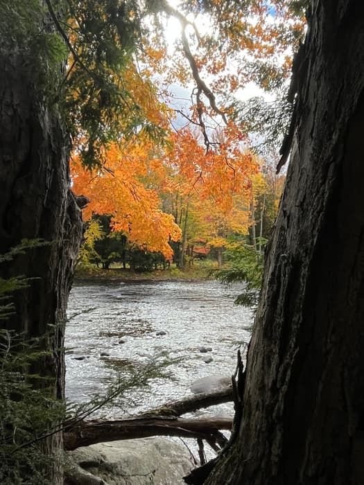 Over the St.Regis River in Gold (Credit: Karen Noyes)