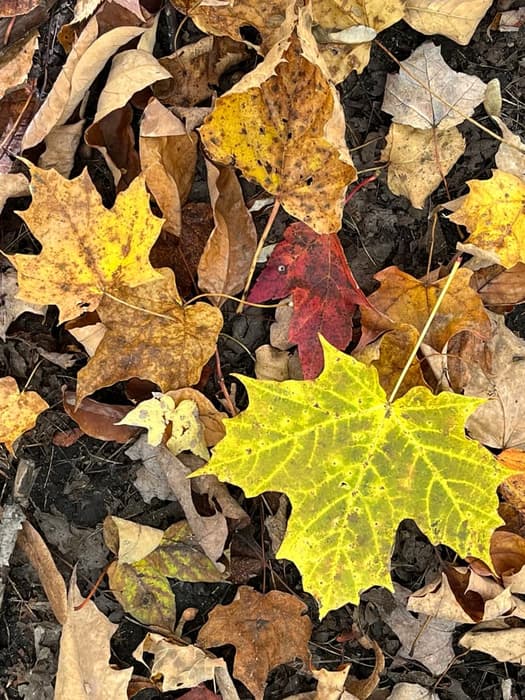 Can’t beat a walk in the woods in fall! (Credit: Karen Noyes)