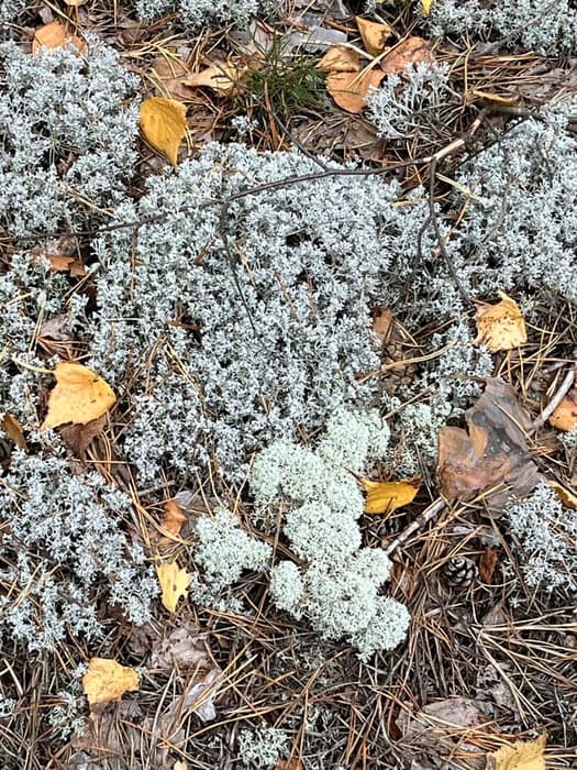 Gray ground all around (Credit: Karen Noyes)