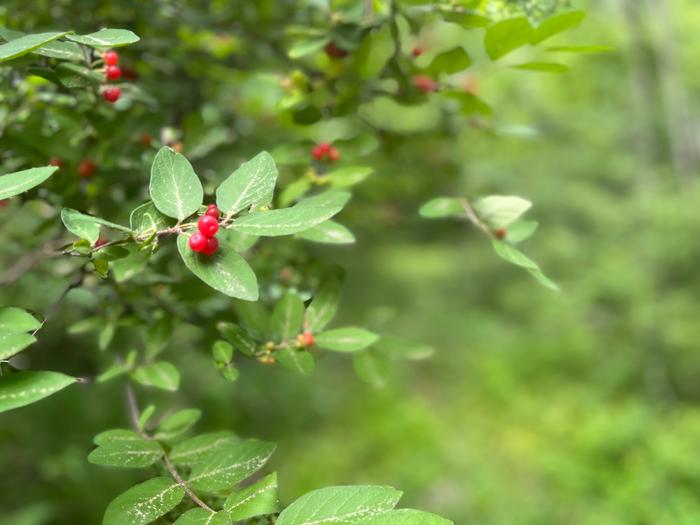 (Credit: Charles Shaw)