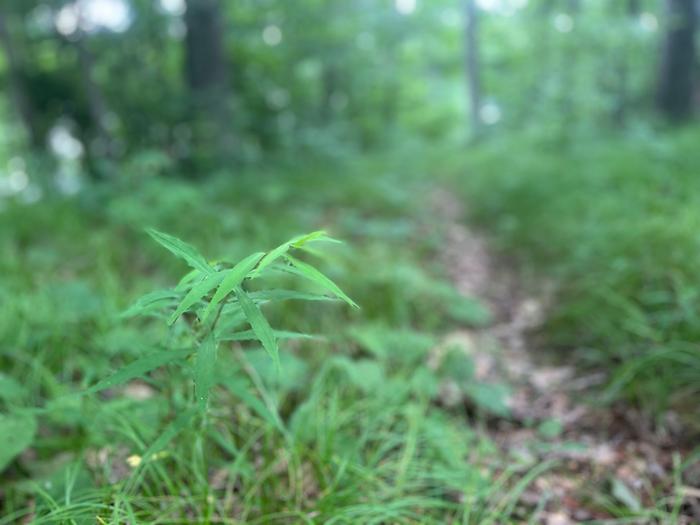 (Credit: Charles Shaw)