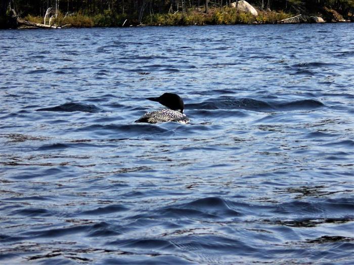 Loons are a common sight on the lake (Credit: Wm Hill- Hiking the Trail to Yesterday)