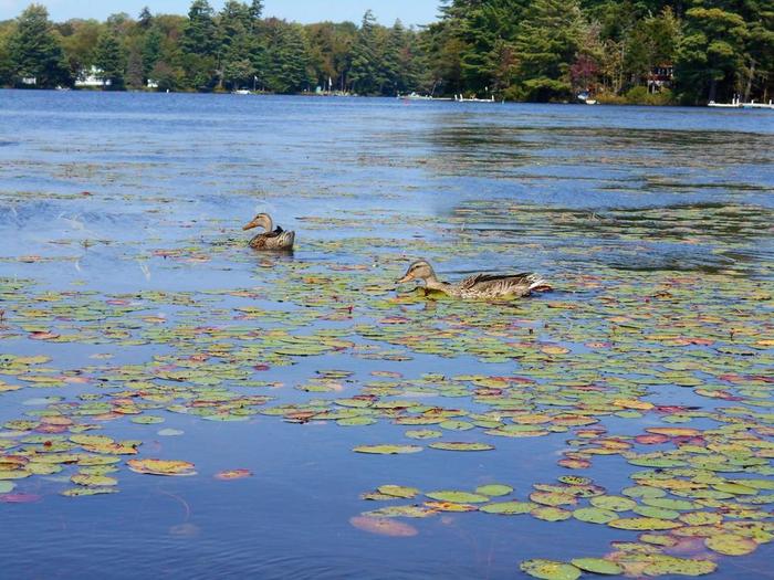 ducks on the water (Credit: Wm Hill- Hiking the trail to yesterday)