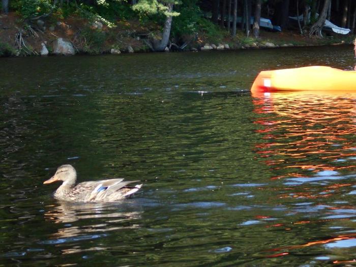 Plenty of waterfowl on the lake (Credit: Wm Hill- Hiking the trail to yesterday)