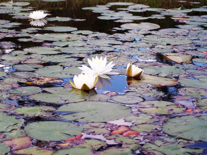 Nymphaeaceae, commonly known as water lilies, are found near the shore in shallow spots. (Credit: https://hikingthetrailtoyesterday.wordpress.com/)