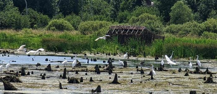 Egrets on the RR bed trail. (Credit: Phil Trivilino)