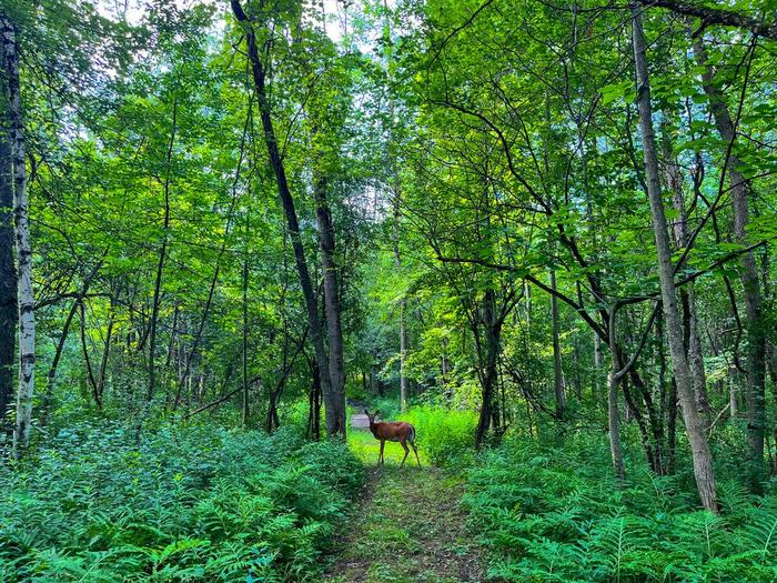 A curious deer on the trail at Robert Moses State Park (Credit: Vanessa Racine)