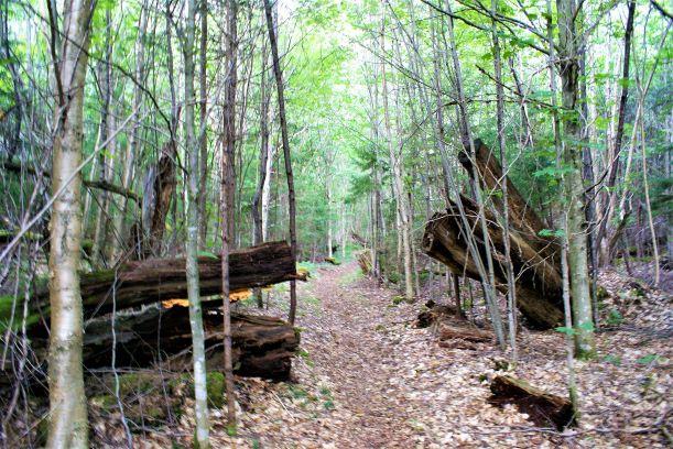 Along the Eastern High Falls loop (Credit: Wm.Hill/Hiking the trail to Yesterday)