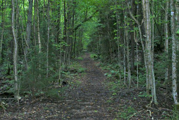 On the western side of the high falls loop (Credit: Wm Hill/Hiking the trail to yesterday)