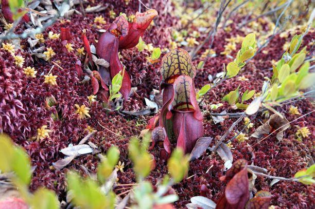 Purple pitcher plants (Sarracenia purpurea) at moon Lake (Credit: Wm.Hill/Hiking the trail to Yesterday)