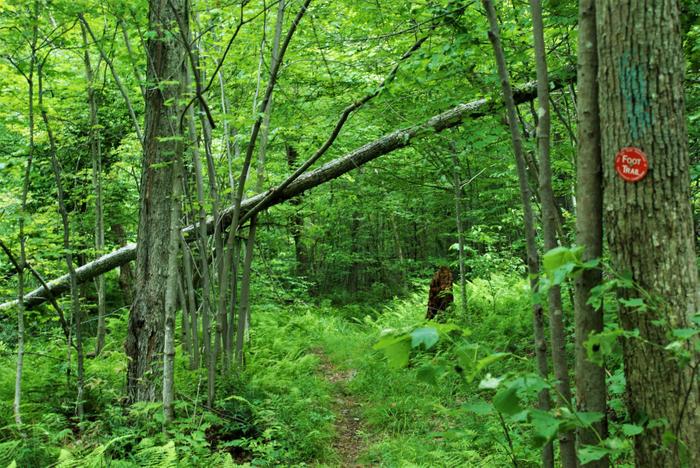 The Trout Lake trail is marked in red. (Credit: https://hikingthetrailtoyesterday.wordpress.com/)