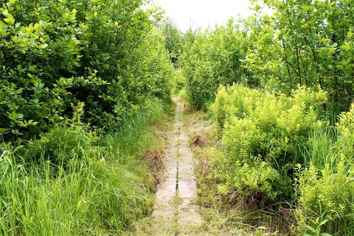 The board walk along the Campbell Road - Trout Lake Trail (Credit: https://hikingthetrailtoyesterday.wordpress.com/)