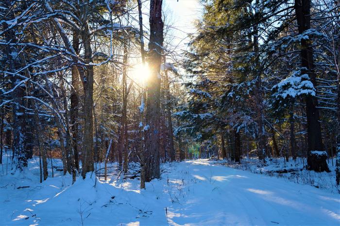 The forest is a mix of softwoods and hardwoods. (Credit: https://hikingthetrailtoyesterday.wordpress.com/)
