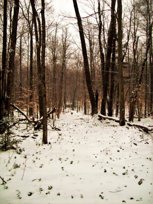 The trail leads through a very well-maintained forest. (Credit: https://hikingthetrailtoyesterday.wordpress.com/)