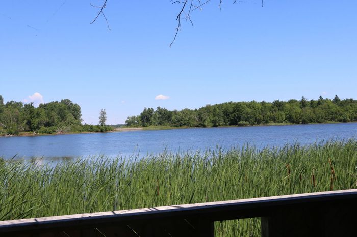 Pond view (Credit: Image credit)