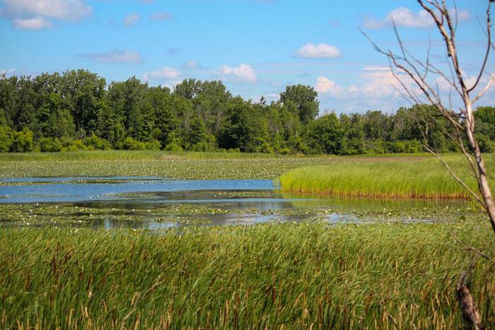 Waterfowl paradise (Credit: Vanessa Racine)