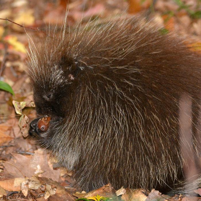 Young Porcupine Eating an Acorn II (Credit: Benjamin Dixon)