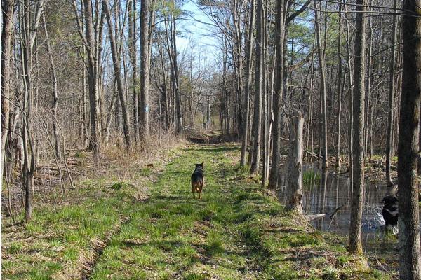 Dog enjoying the trail! (Credit: Thousand Islands Land Trust)