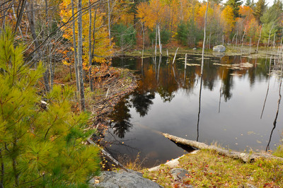 Beaver pond in Wolf Lake State Forest (Credit: Nature Up North)